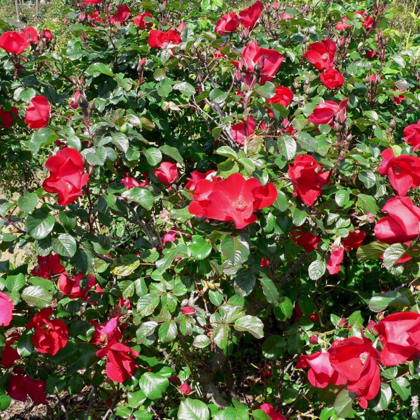 Rosal rugosa Robusta Korgosa (Floración)