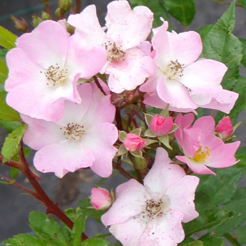 Rosal Rosy Boom Rose (Floración)