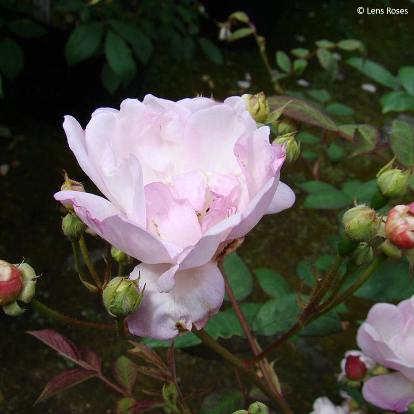 Rosal Twins (Floración)