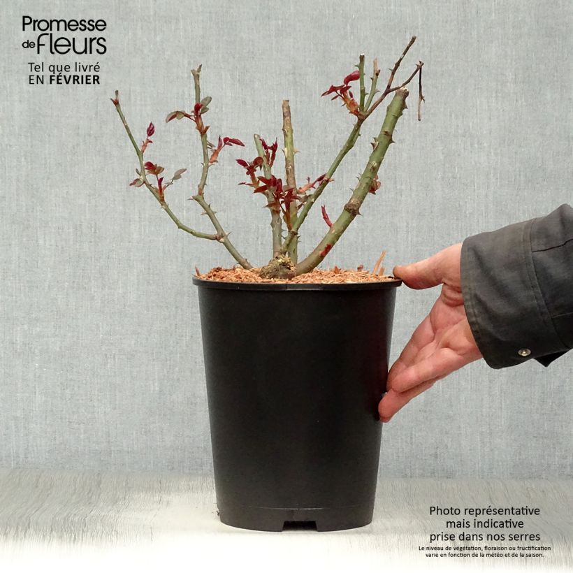 Rosier arbustif ou grimpant Grand Hotel Pot de 4L/5L Ejemplar entregado en invierno