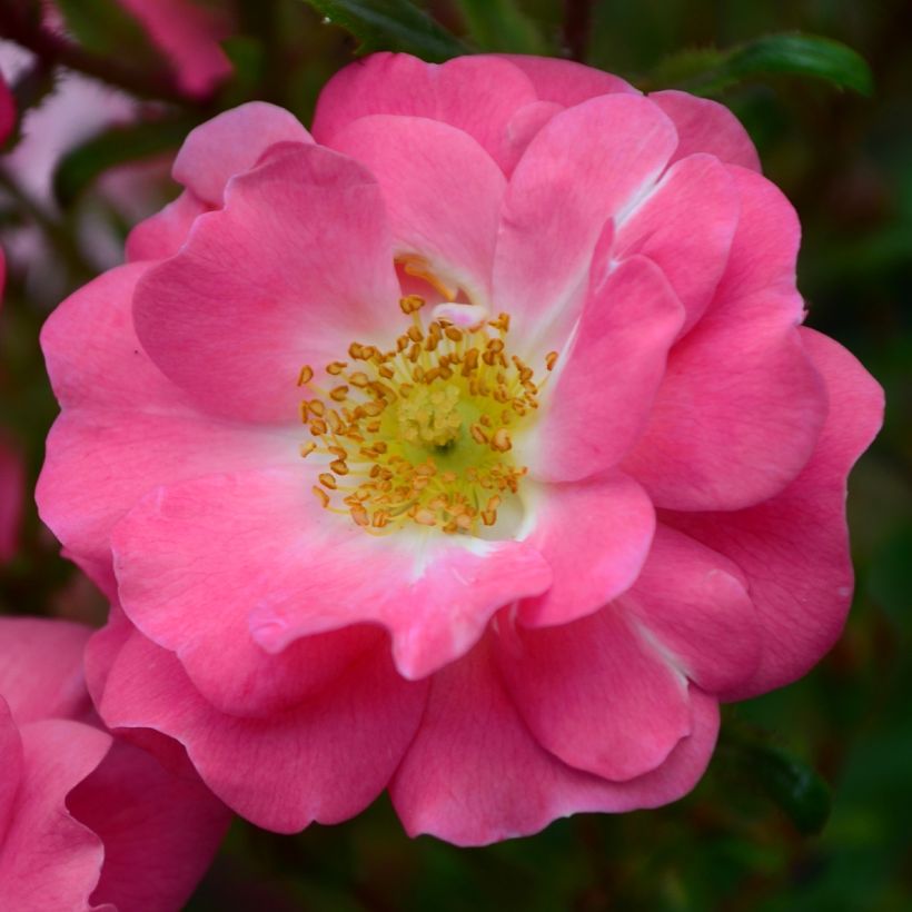 Rosa californica Plena (Floración)