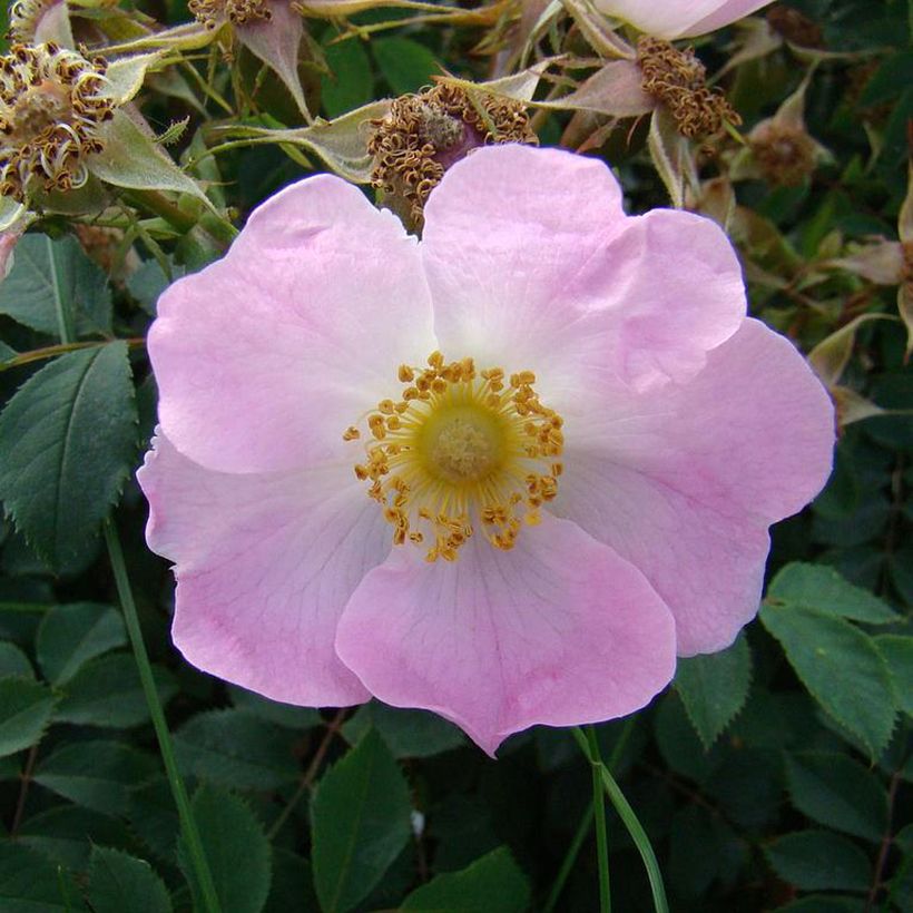 Rosal pendulina Bourgogne (Floración)