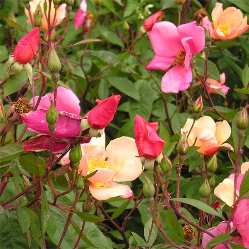 Rosa Mutabilis - Rosa china (Floración)