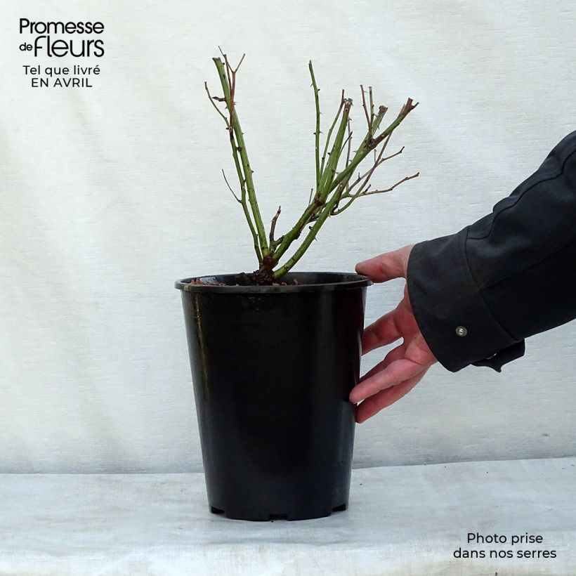 Rosier couvre-sol Black Forest Rose en pot de 3L Ejemplar entregado en la primavera