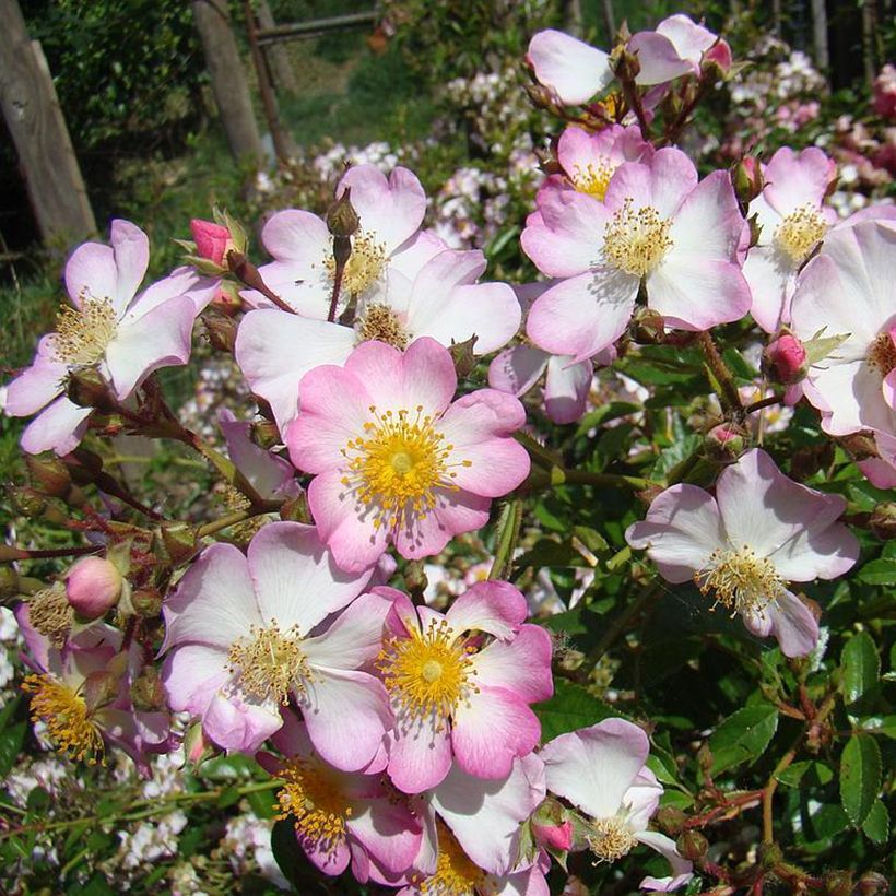 Rosal Robe Fleurie - Rosal tapizante (Floración)