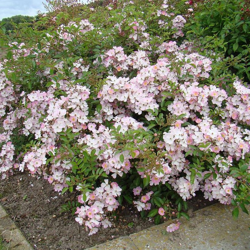 Rosal Robe Fleurie - Rosal tapizante (Porte)