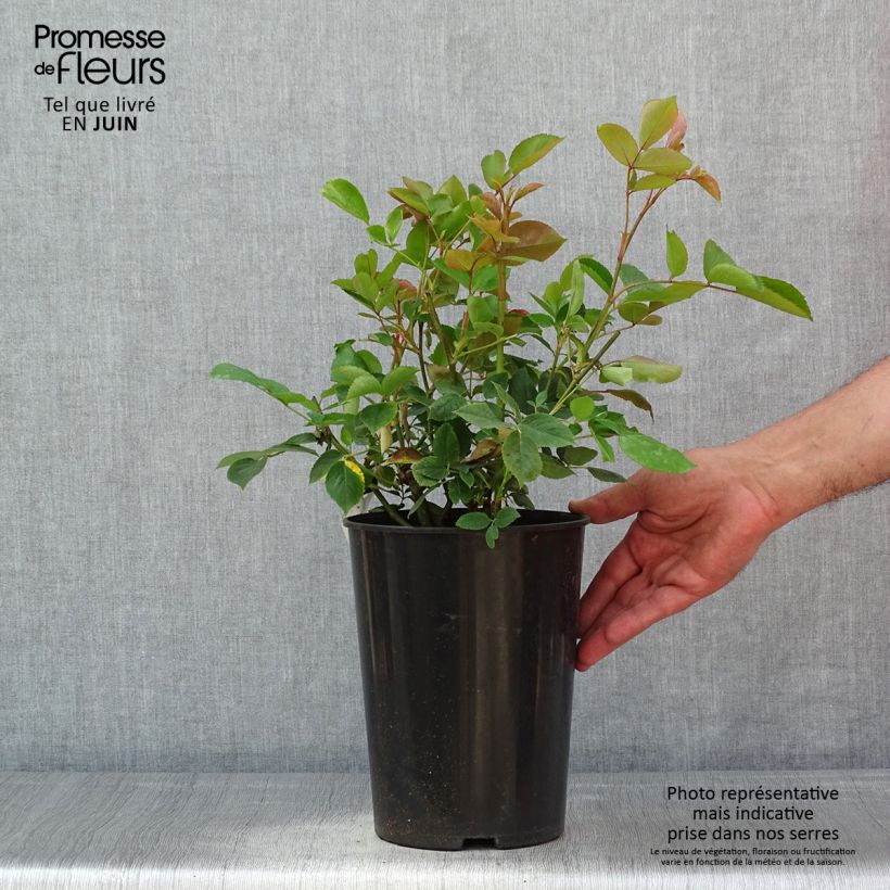 Rosier grimpant Aloha de Kordes KORwesrug - Pot de 4L/5L Ejemplar entregado en la primavera