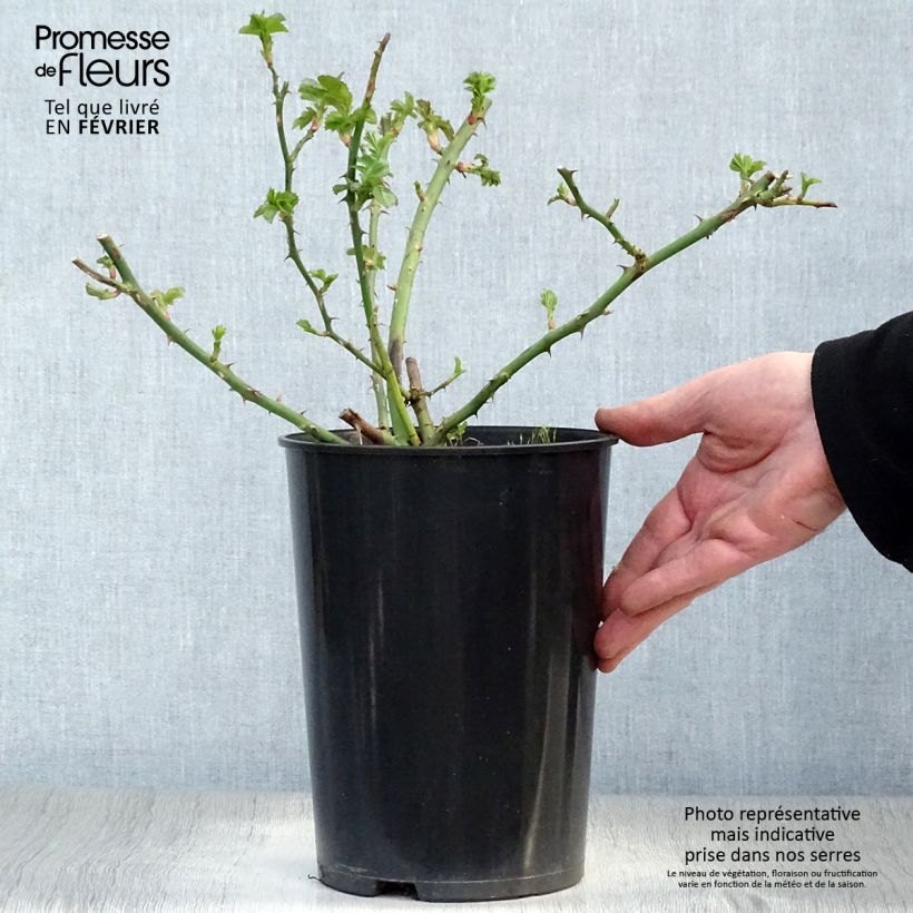 Rosier grimpant American Pillar en pot de 4L Ejemplar entregado en invierno