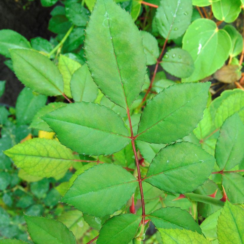 Rosal Blossomtime - Rosal trepador (Follaje)