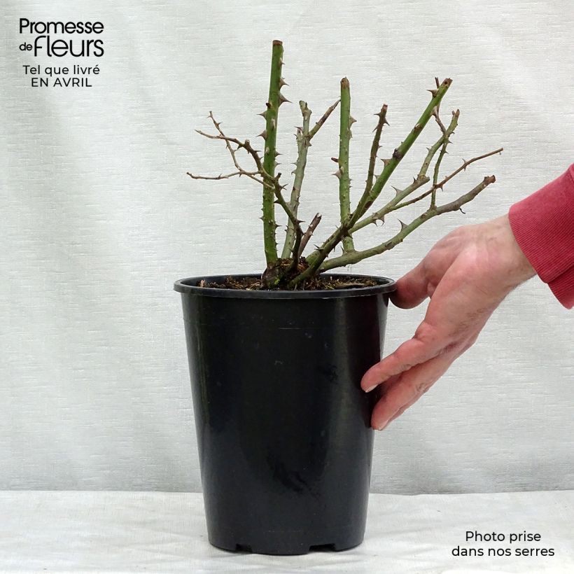 Rosier grimpant Blossomtime en pot de 4L Ejemplar entregado en la primavera