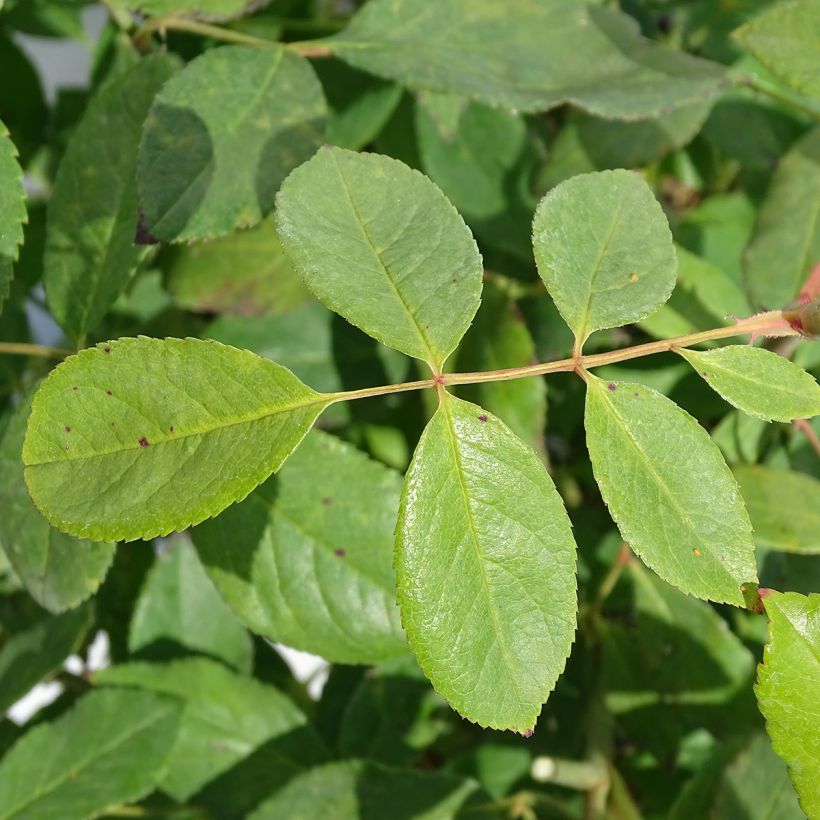 Rosal polyantha Cecile Brunner - Rosal trepador (Follaje)