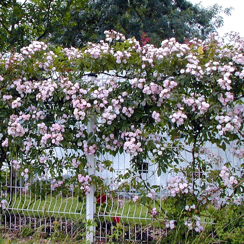 Rosal Dentelle de Malines lenfiro - Rosal trepador (Porte)