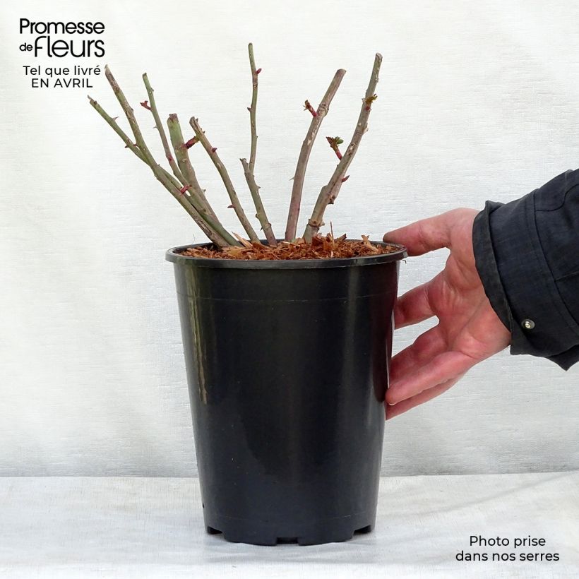 Rosier grimpant Easy Fashion en pot de 4L Ejemplar entregado en la primavera