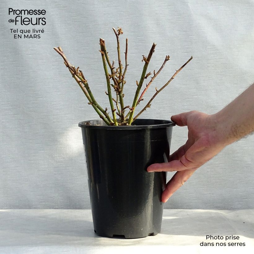 Rosier grimpant Excelsa en pot de 4L Ejemplar entregado en invierno