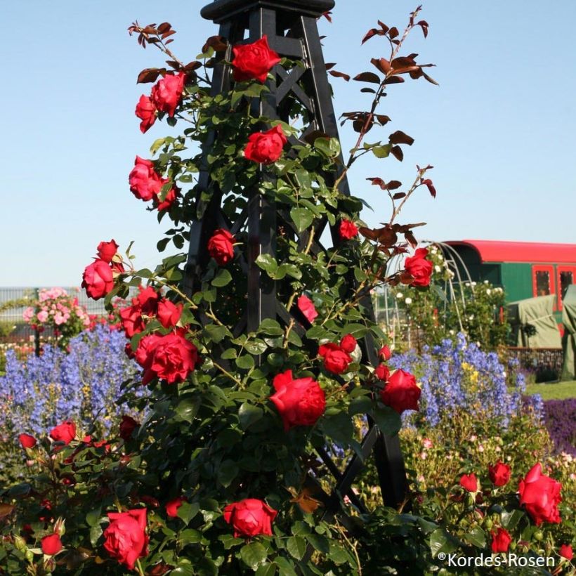 Rosal Florentina - Rosal trepador (Porte)