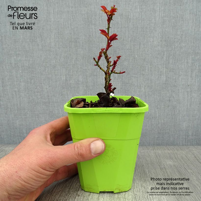 Rosier grimpant  Florentina en pot de 4L/5L Ejemplar entregado en invierno