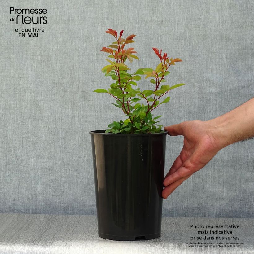 Rosier grimpant Mermaid Pot de 2L/3L Ejemplar entregado en la primavera