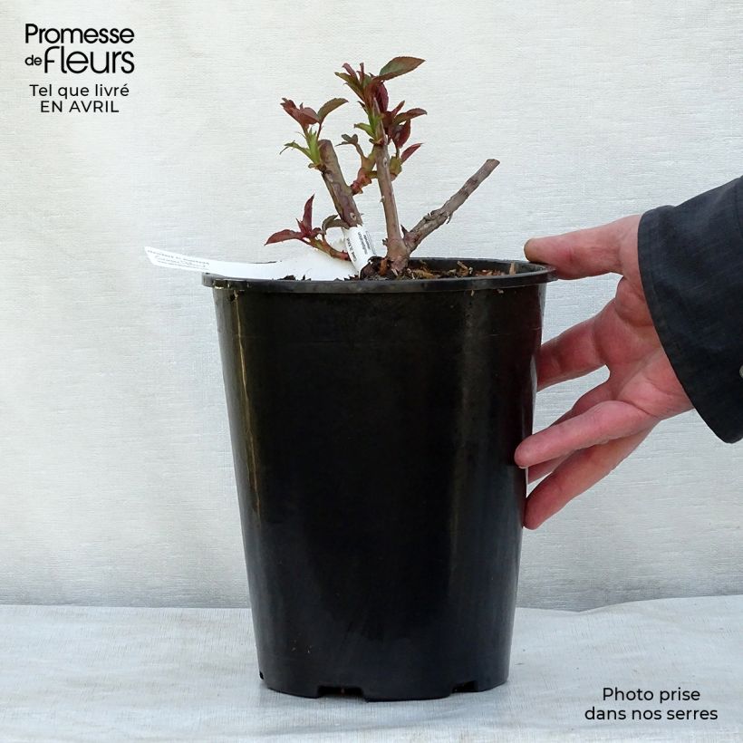 Rosier grimpant Nahéma en pot de 3/4L Ejemplar entregado en la primavera