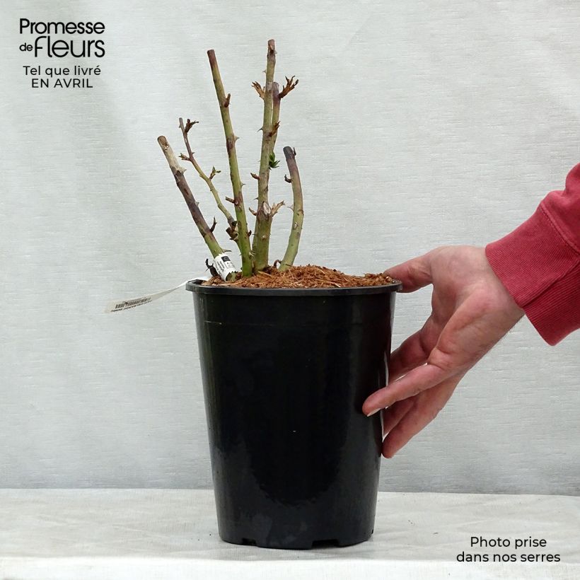 Rosier grimpant Papi Delbard en pot de 3/4L Ejemplar entregado en la primavera