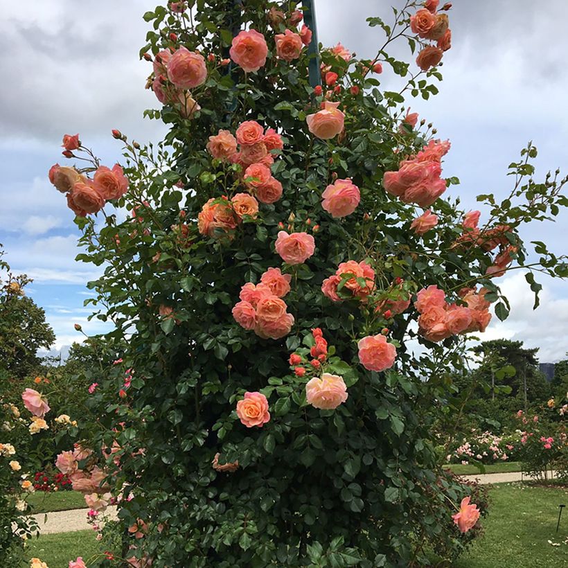 Rosal Peach Melba - Rosal trepador (Porte)