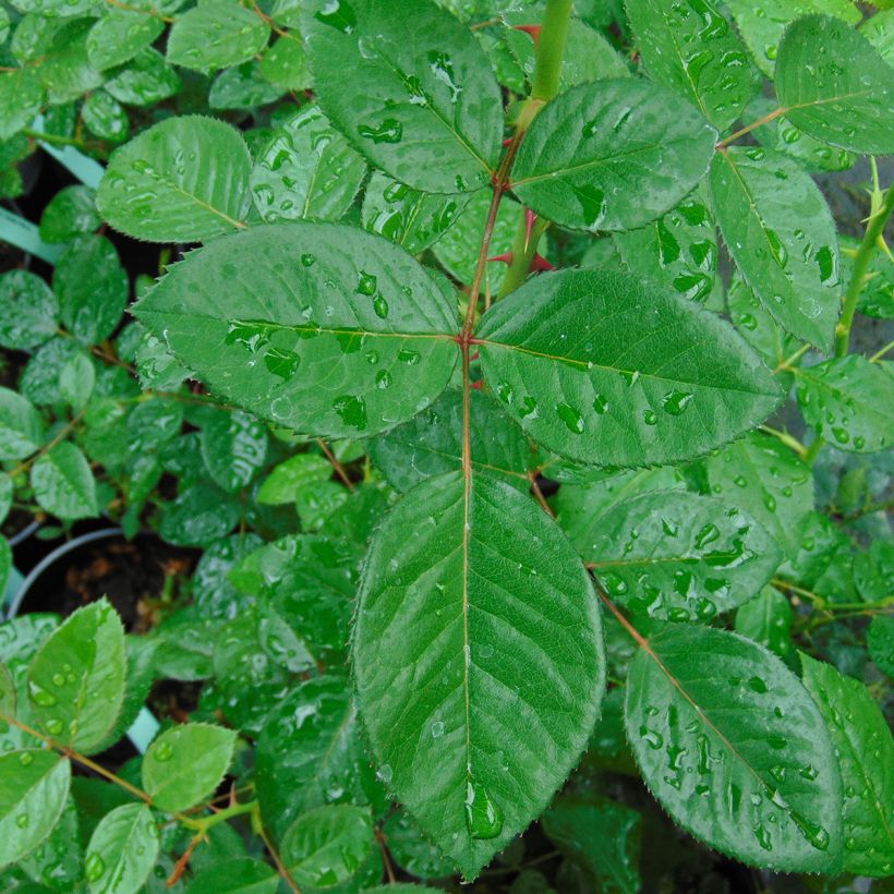 Rosal Red Eden Rose - Rosal trepador (Follaje)