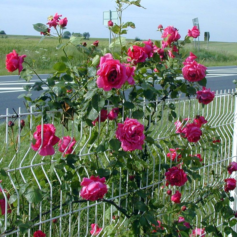 Rosal Roi de Siam - Rosal trepador (Porte)