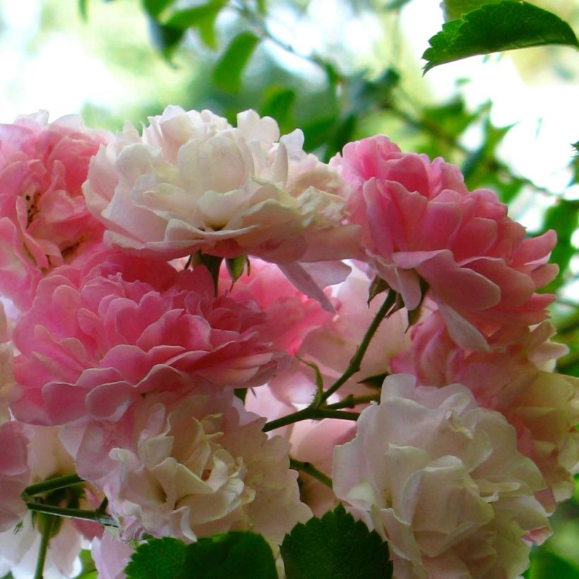 Rosal multiflora Seven Sisters Rose - Rosal trepadora (Floración)