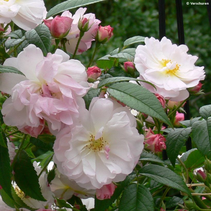 Rosal Siluetta Sweet - Rosal trepador (Floración)