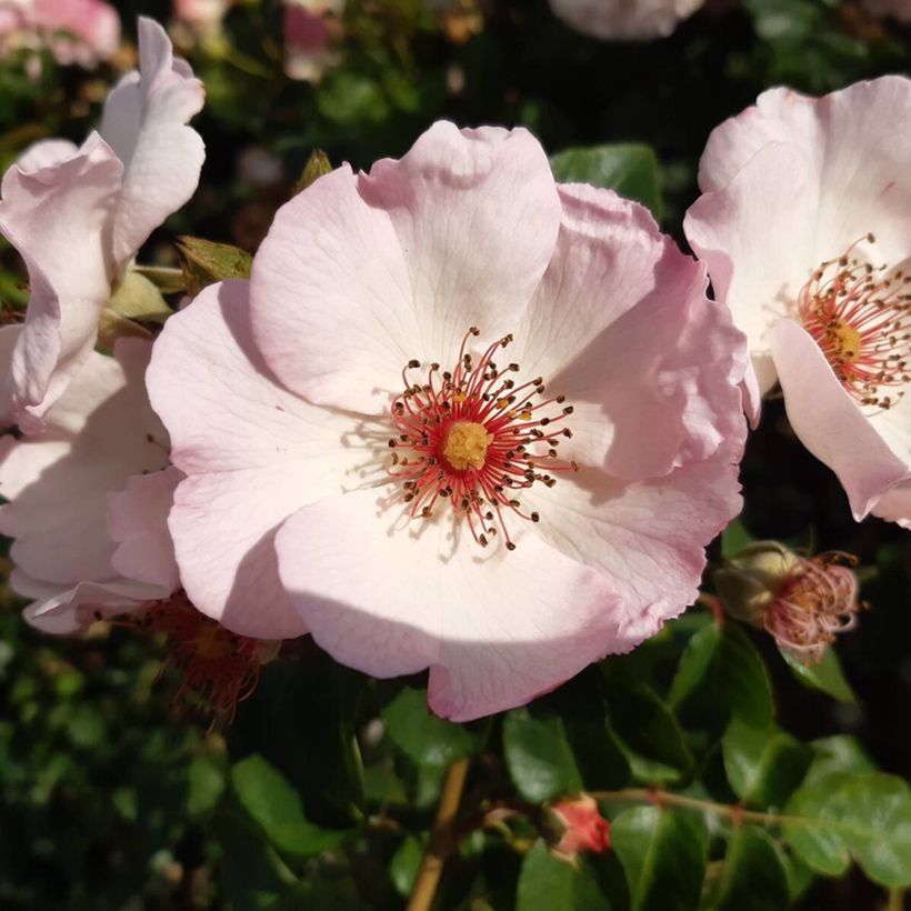 Rosal Sourire d'Isabelle - Rosal trepador (Floración)