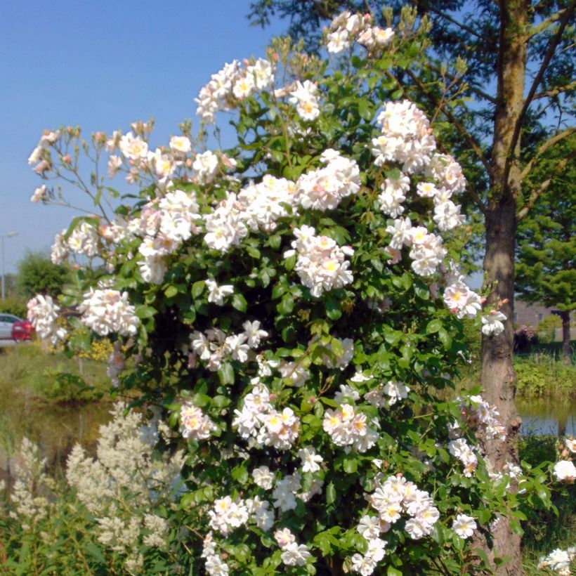 Rosal Sourire d'Orchidée - Rosal trepador (Porte)