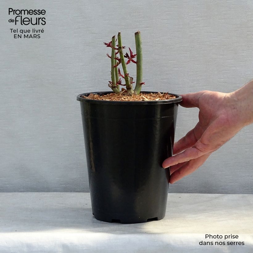 Rosier grimpant Treasure Trove en pot de 4L Ejemplar entregado en invierno