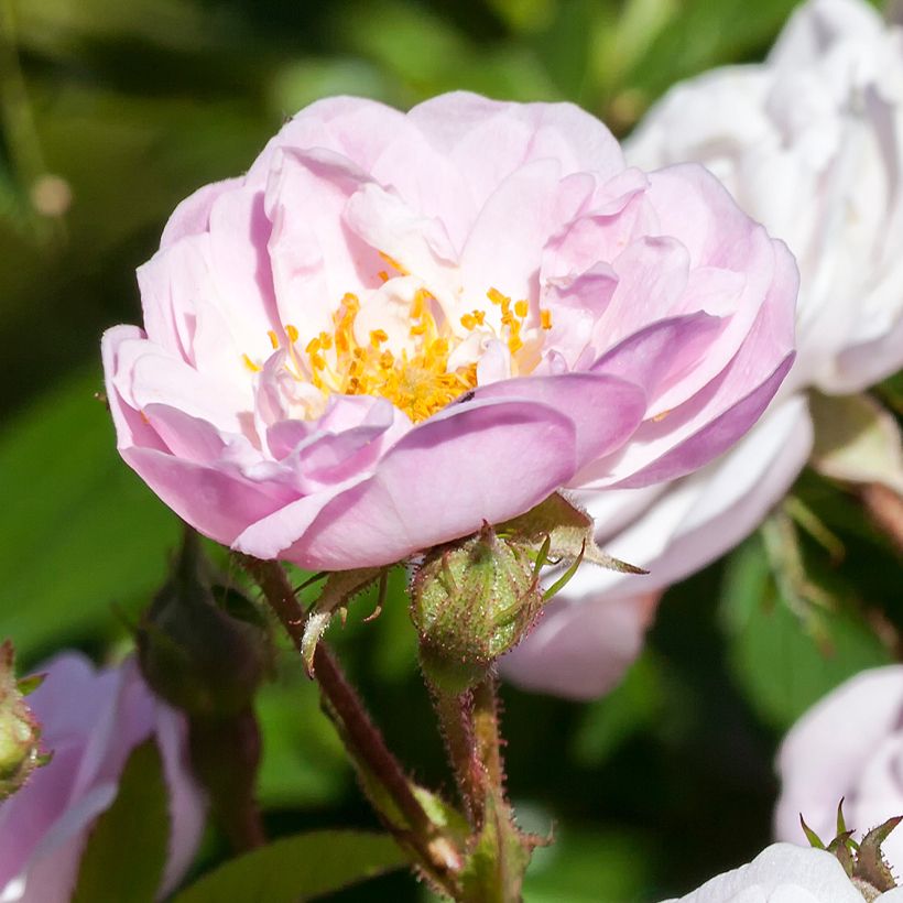 Rosal anglais Little Rambler - Rosal trepador (Floración)