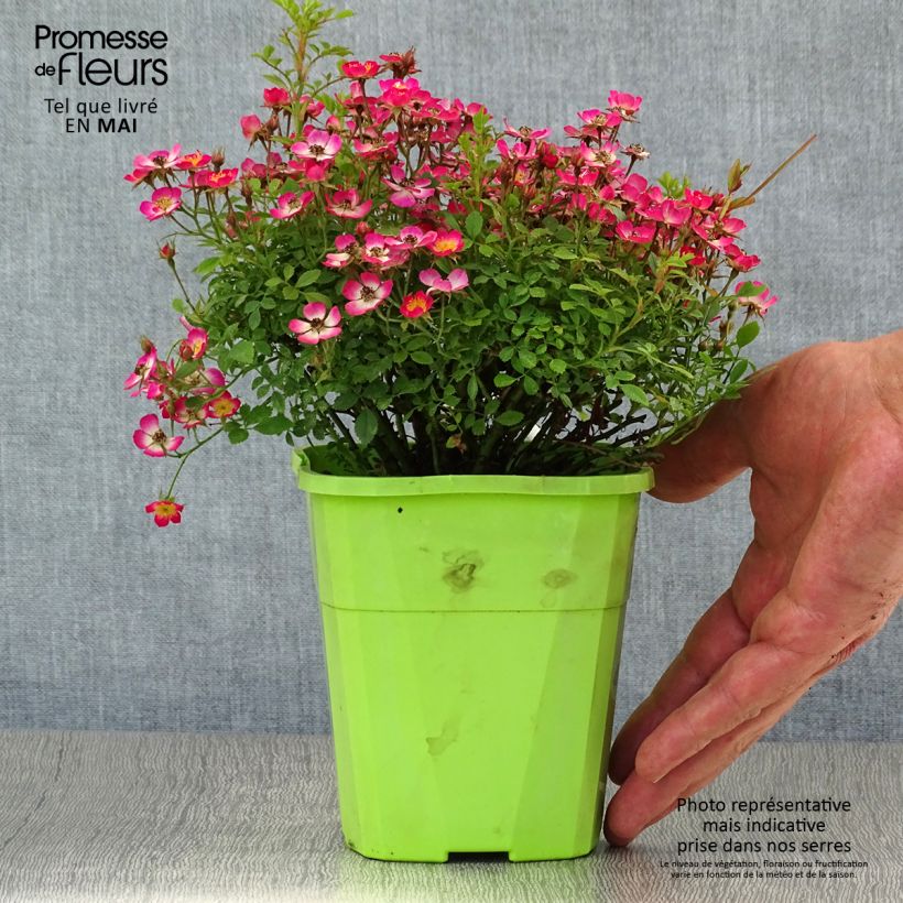 Rosier miniature Cutie Pie Pot de 1,5L/2L Ejemplar entregado en la primavera