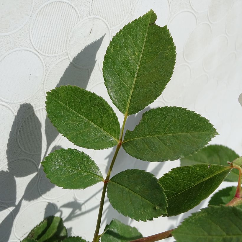 Rosal Bordure Blanche - Rosal tapizante (Follaje)