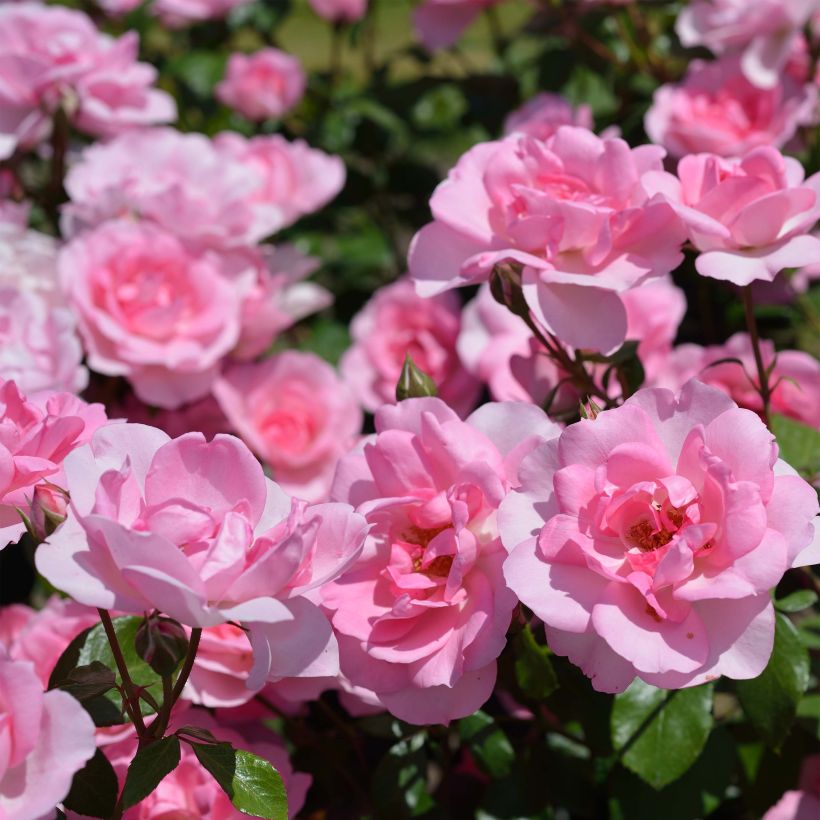 Rosal Bordure Rose - Rosal tapizante (Floración)