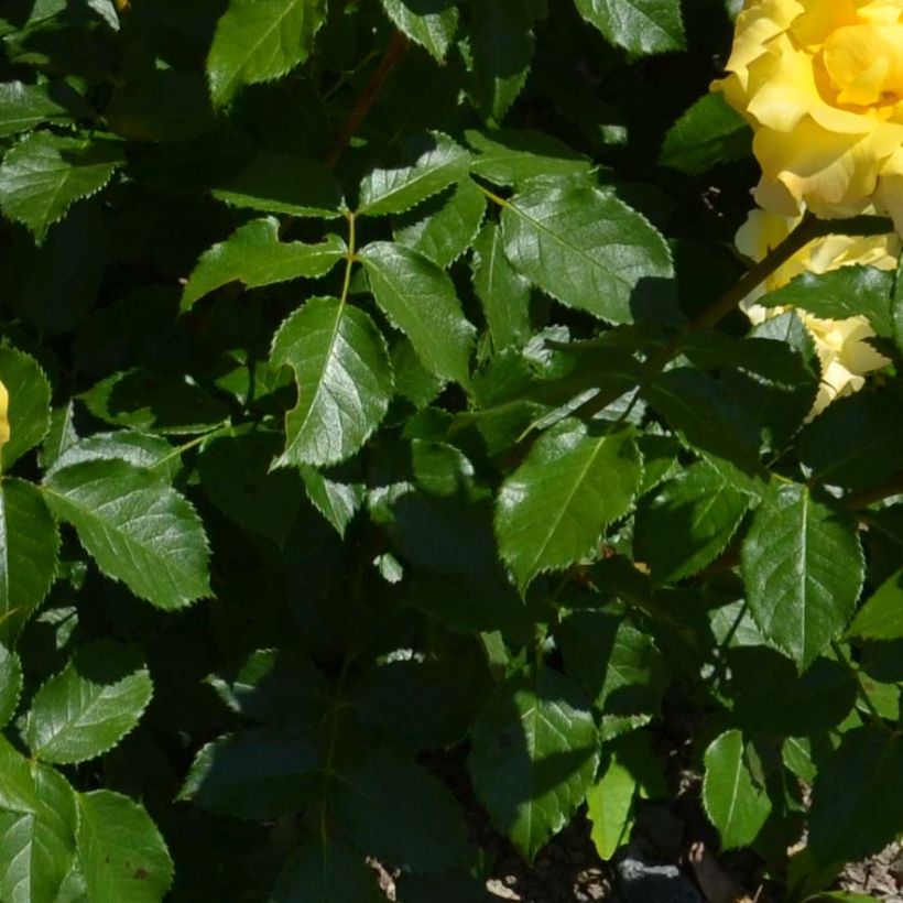 Rosal Bordure d'Or - Rosal tapizante (Follaje)