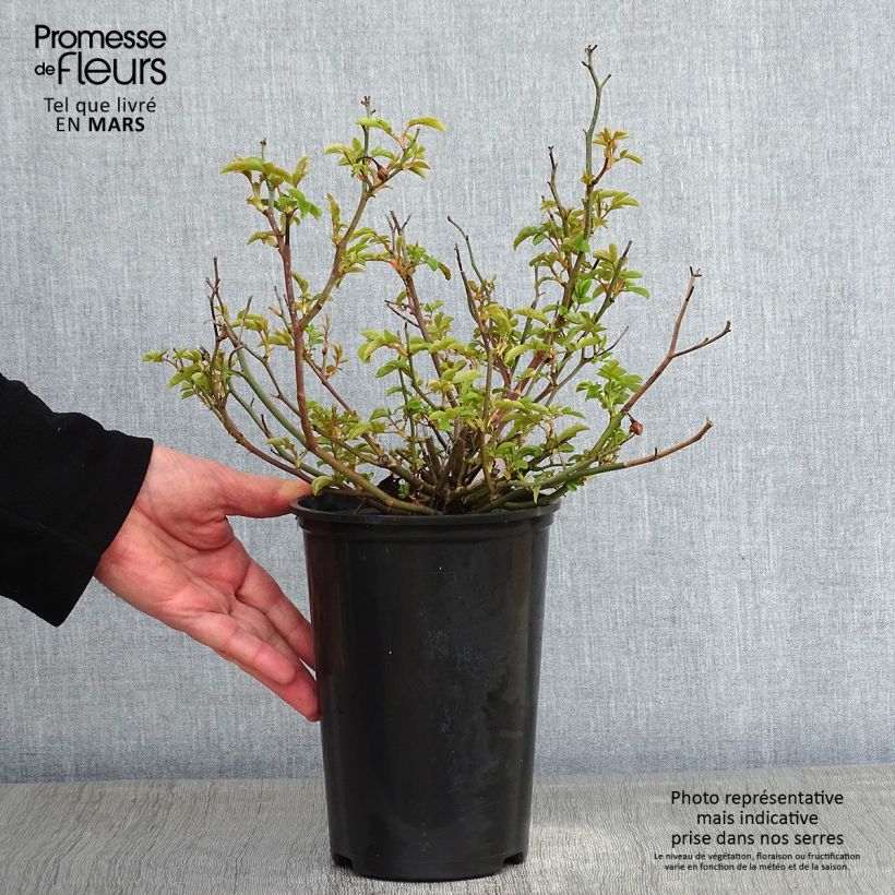 Rosier nain ou miniature Fête des Pères - en pot de 3L/4L Ejemplar entregado en invierno