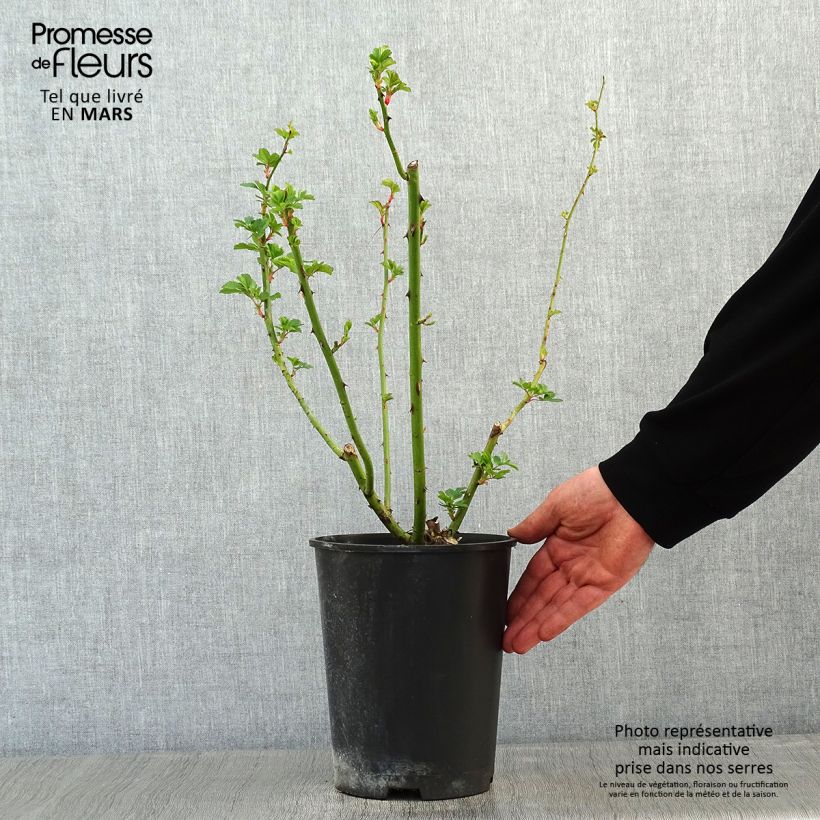 Rosier paysager Rosanatura® Alba® - pot de 2L/3L Ejemplar entregado en invierno