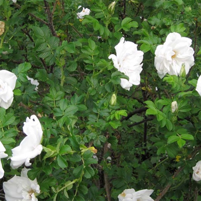 Rosal rugosa Blanc Double de Coubert (Follaje)