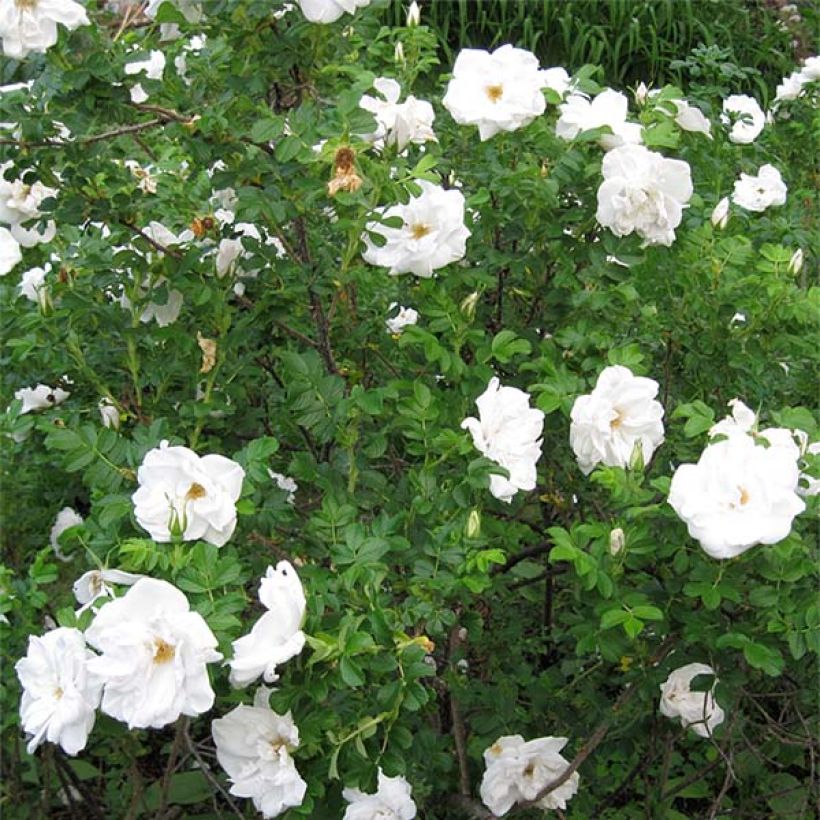 Rosal rugosa Blanc Double de Coubert (Porte)