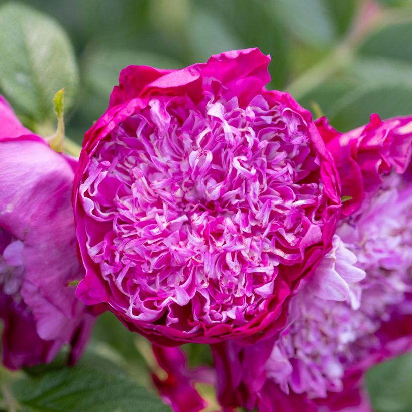 Rosal Pompom Perfume (Floración)