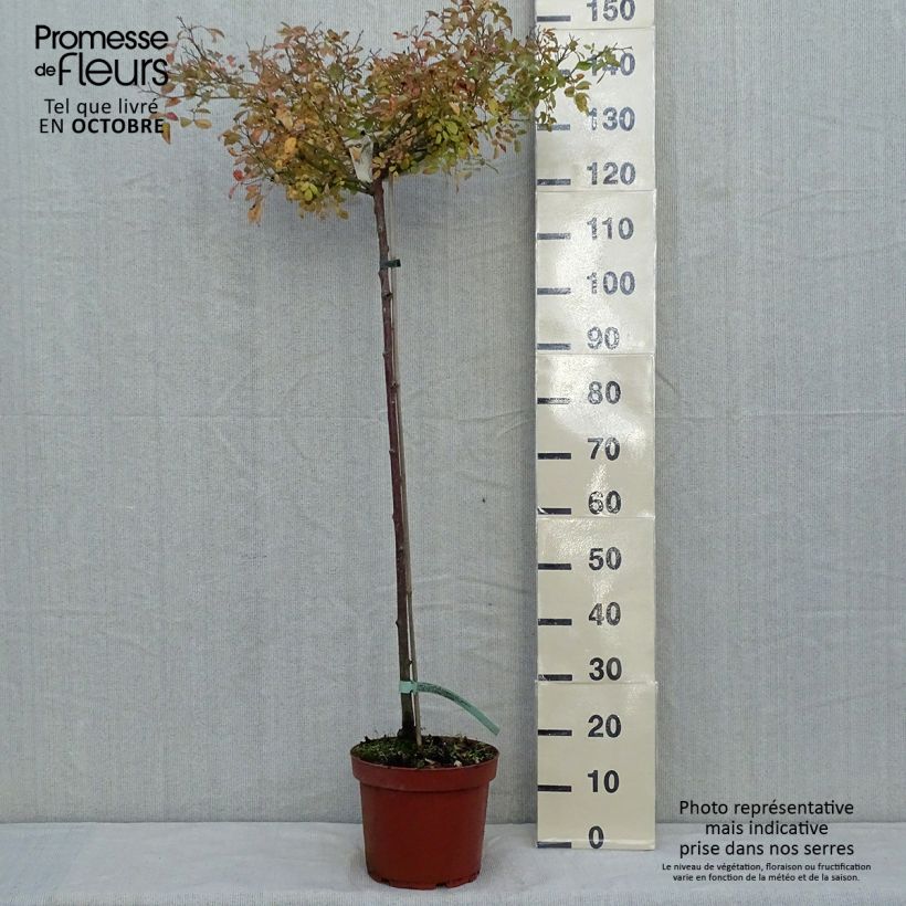 Ejemplar de Rosier tige The Fairy en pot de 7.5L - 90/100 cm entregado en otoño