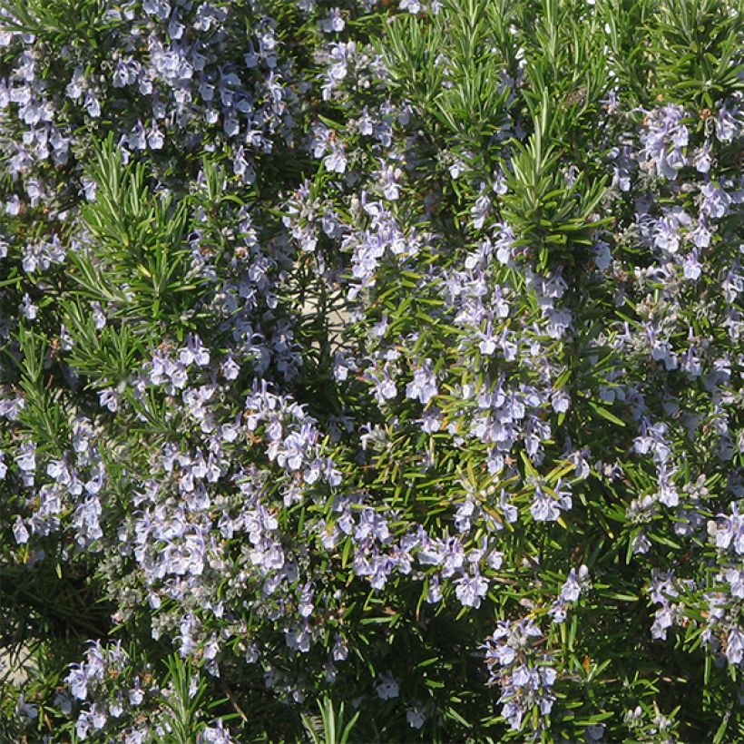 Romero - Rosmarinus officinalis (Floración)