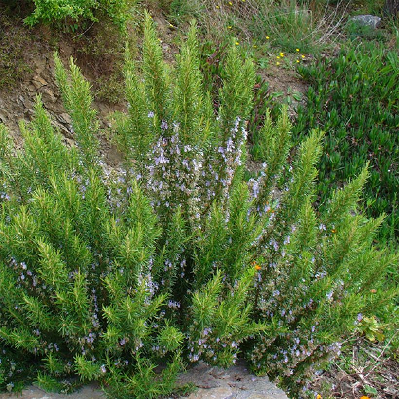 Romero - Rosmarinus officinalis (Porte)