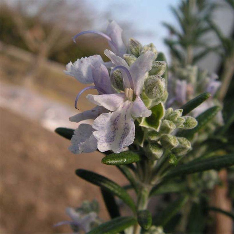 Romero Albiflorus (Floración)