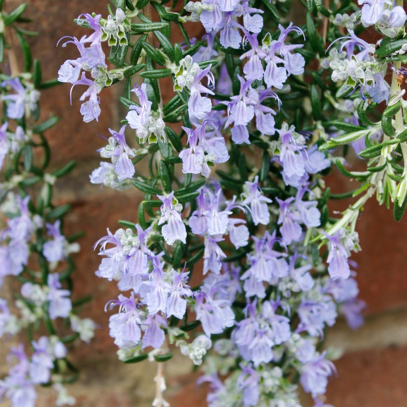 Romero Blue Cascade (Floración)