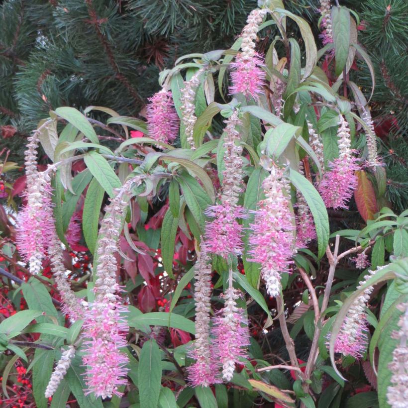 Rostrinucula dependens Happy Cascade (Floración)