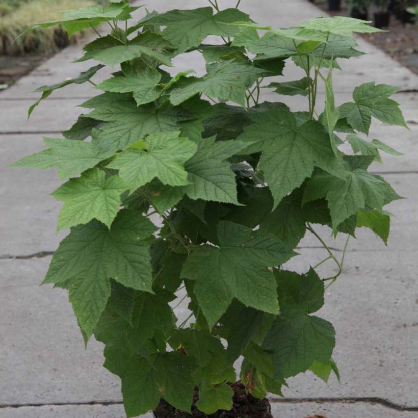 Rubus tridel Benenden - Zarza (Porte)