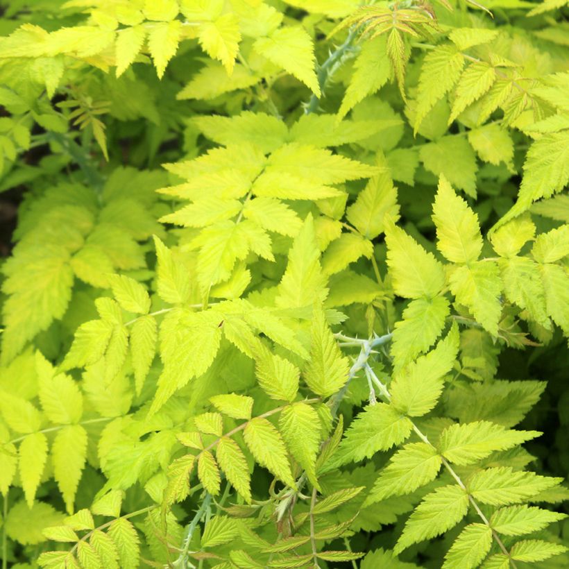 Rubus cockburnianus Golden Vale - Zarza de tallos blancos (Follaje)