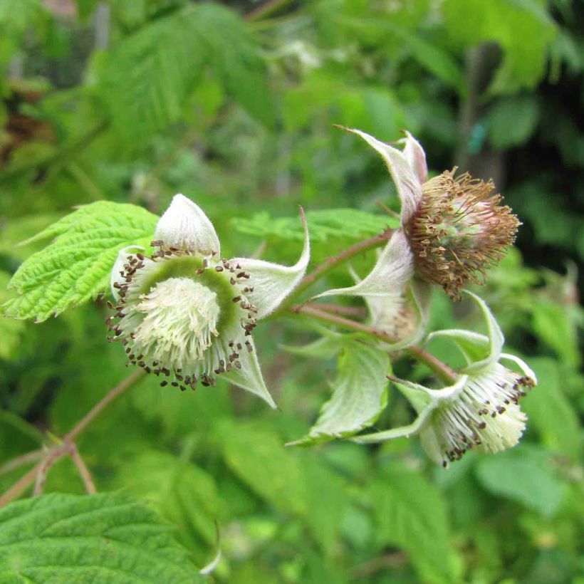 Frambuesa Rustica (Floración)